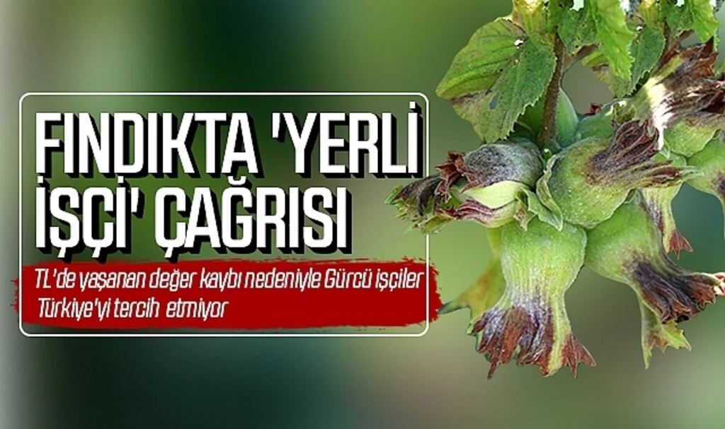 Fındıkta 'yerli  işçi' çağrısı! TL'nin değer kaybı nedeniyle Gürcü işçiler Türkiye'yi tercih etmiyor