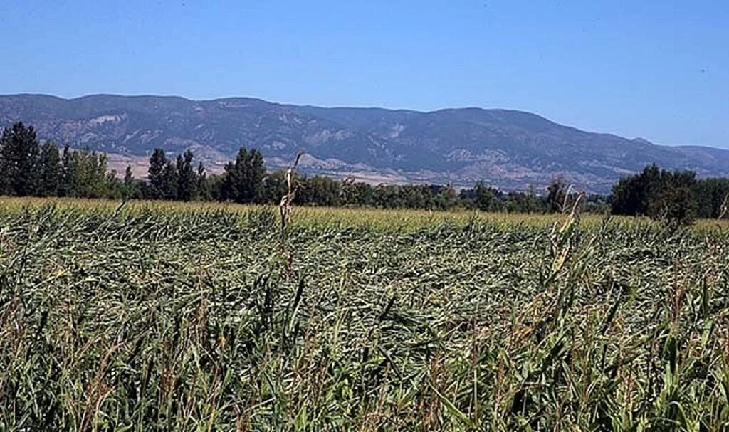 Fırtına, dolu ve sağanak ekili alanlara zarar verdi