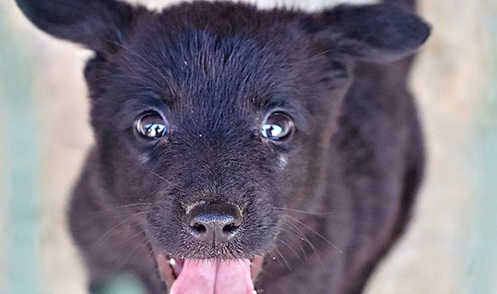 Geleceğin arama-kurtarma köpekleri böyle seçiliyor