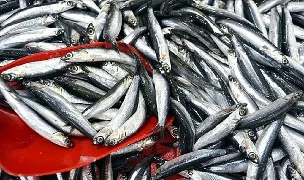 'Hamsi' severlere kötü haber!