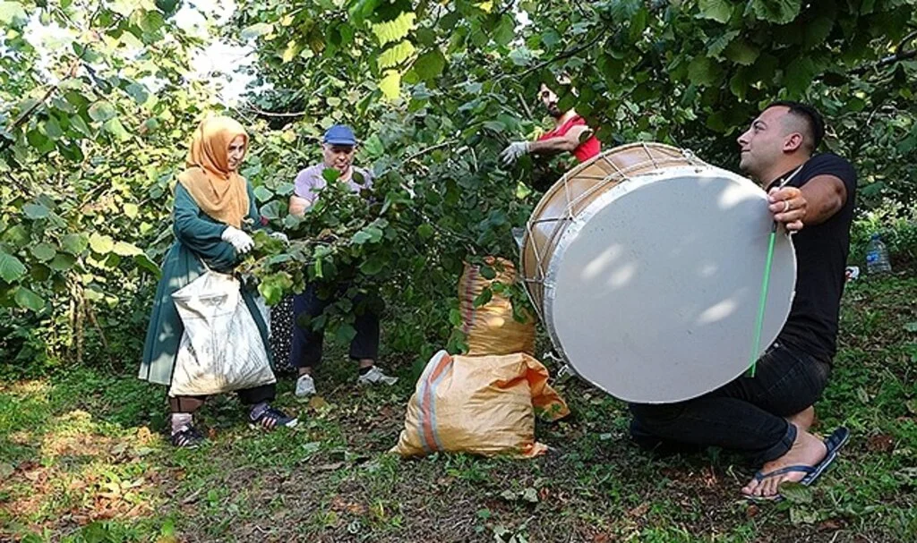 Hasadı eğlenceye dönüştürdüler fındık hasadı davulla başladı