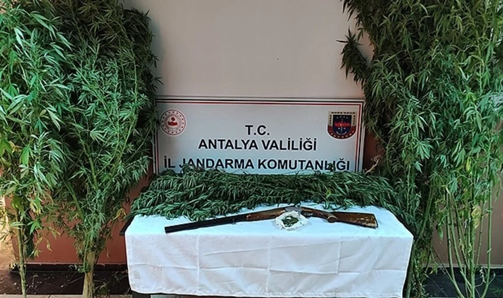 Jandarmadan Döşemealtı'nda kenevir baskını