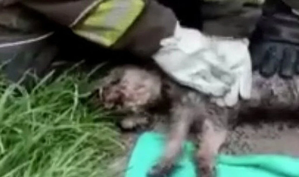 Kalbi duran köpeği itfaiyeciler hayata döndürdü
