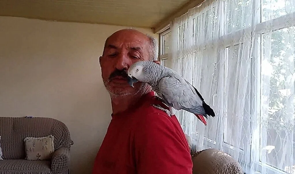 Kayıp papağanlarını bulununca sevinç gözyaşı dökmüşlerdi, o anları anlattılar