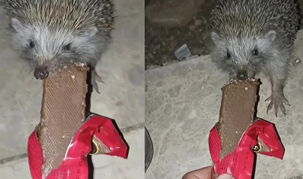 Kendi elleriyle kirpiye çikolata yedirdi