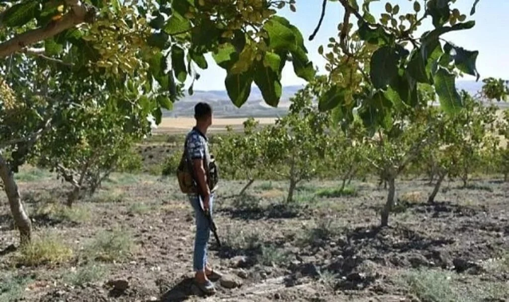 Kilosu 170 lira olunca silahlı nöbet tutmaya başladılar