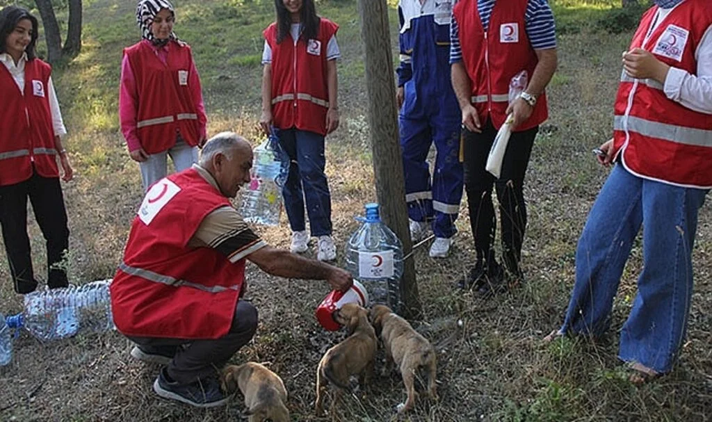 Kızılay'dan can dostlara mama 