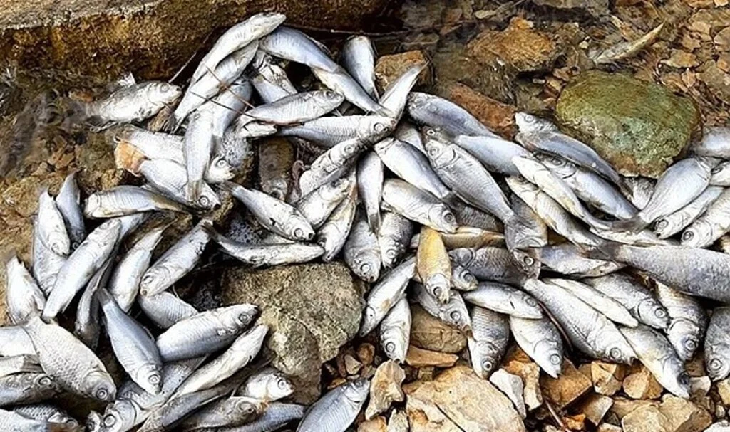 Kızılırmak'ta toplu balık ölümlerinin nedeni belli oldu