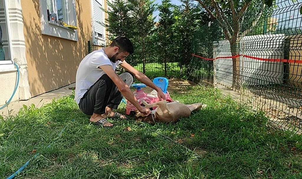 Köpeği çalınınca hayatı alt üst olan genç, şimdi ona kavuşmanın mutluluğunu yaşıyor