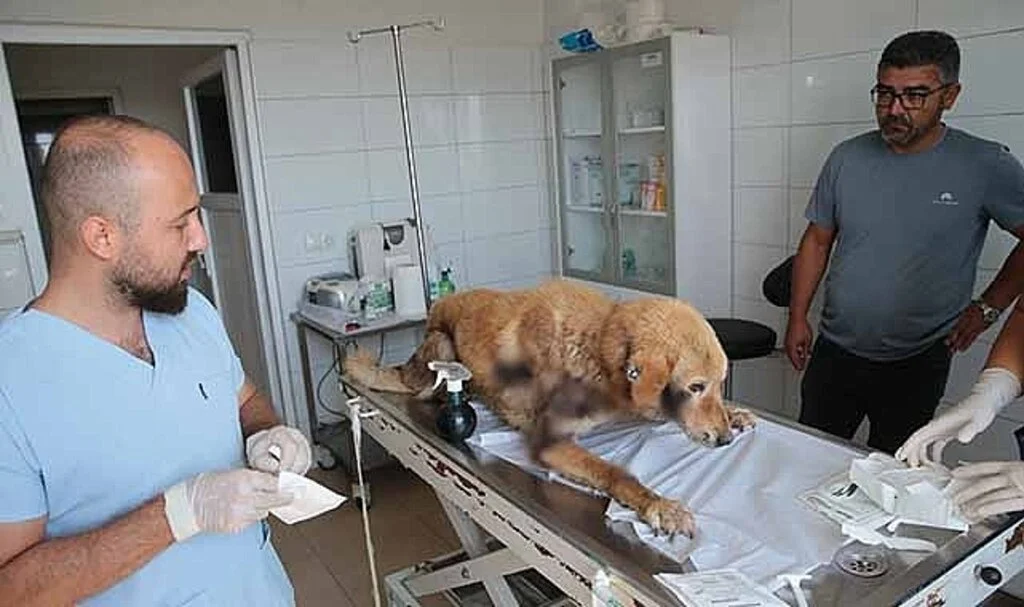 Köpeğini aracına bağlayarak metrelerce sürükleyen kişiye para cezası