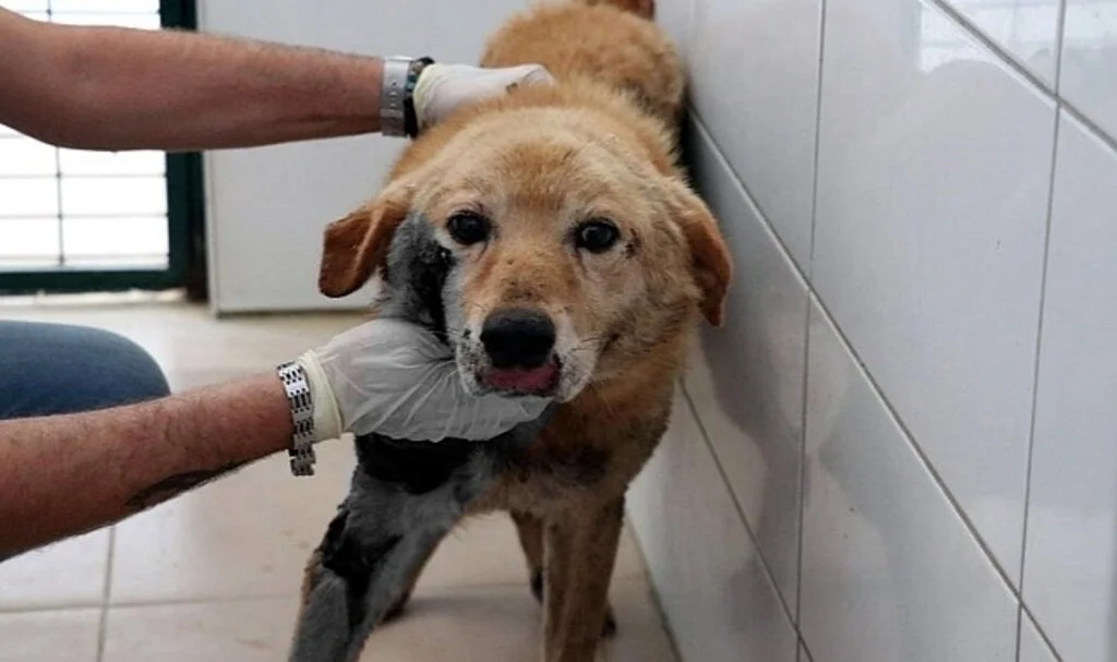 Köpeğini, aracının arkasına bağlayıp sürükleyerek götüren emekli öğretmene para cezası