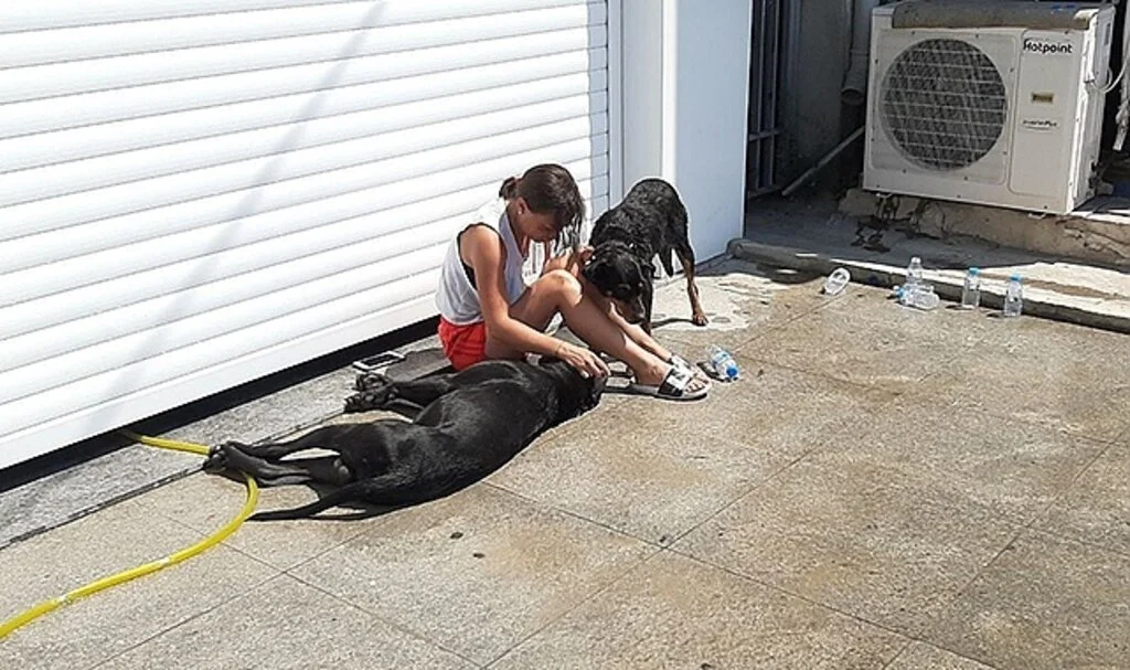 Köpeğinin yaşaması için dakikalarca kalp masajı yaptı