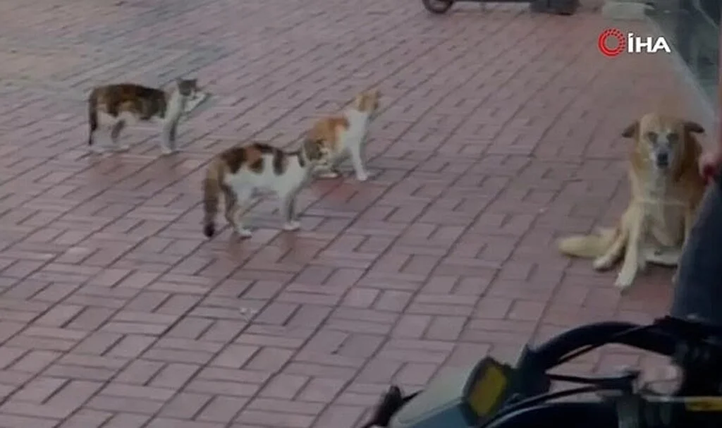 Mahallenin kedileri köpeği köşeye sıkıştırdı: İmdadına esnaf yetişti!