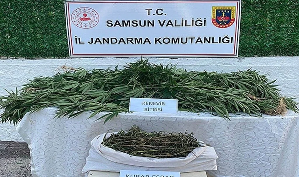 Mısır tarlasında kenevir bitkisi ve kubar esrar ele geçirildi