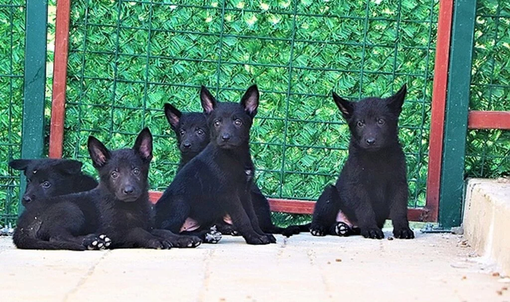 OMÜ'de arama kurtarma köpekleri yetiştiriliyor 