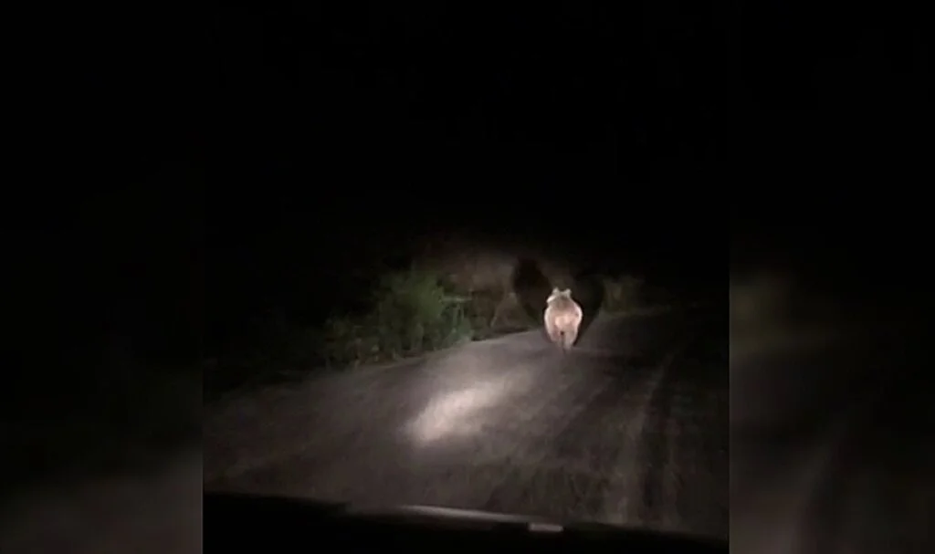 Önüne çıkan ayıyı araçla kovaladılar