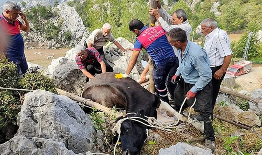 Otlanırken kayaların arasına düşen ineği itfaiye kurtardı