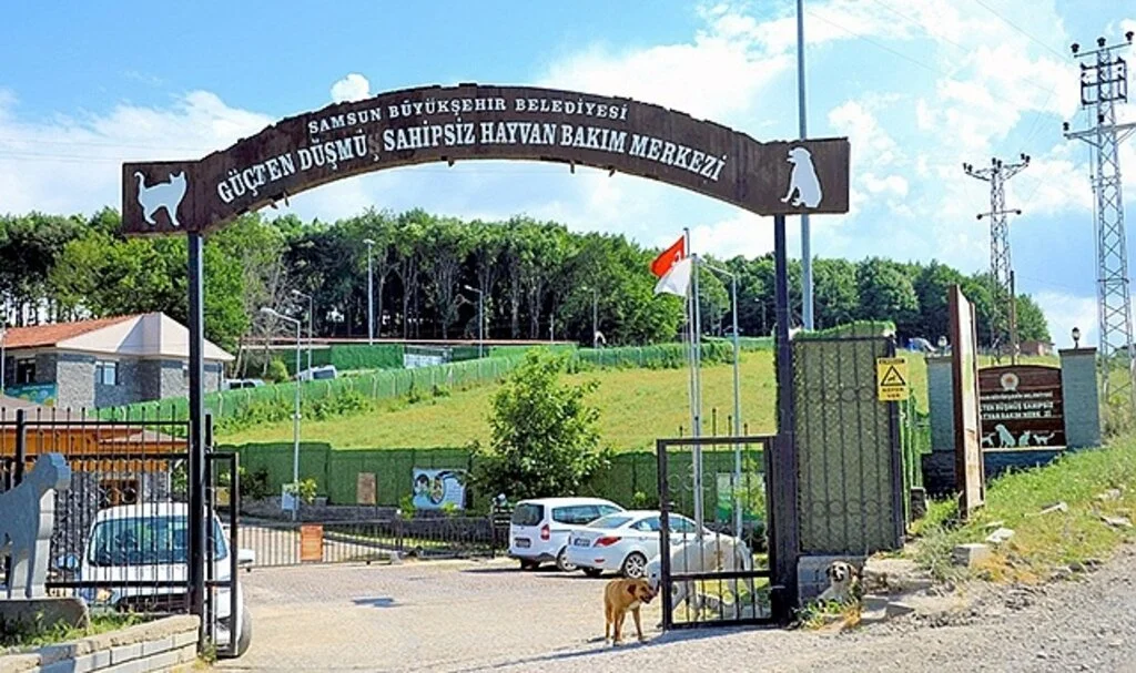 Samsun Büyükşehir Belediyesi'nden Sokak hayvanları ve yasaklı ırklara konforlu alan