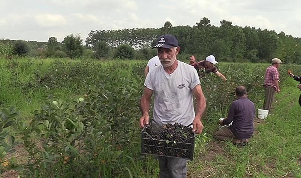 Samsun'da ‘aronia’ hasadı