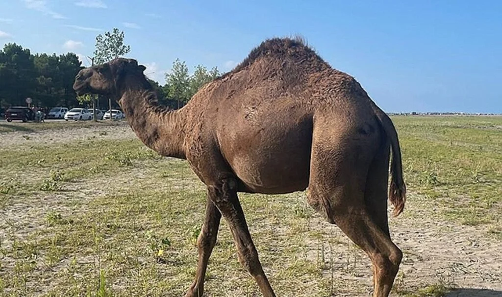 Samsun'da başıboş develer sahile indi
