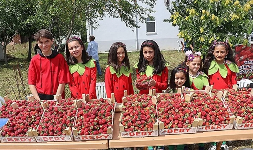 Samsun’da çilek üretimi artıyor