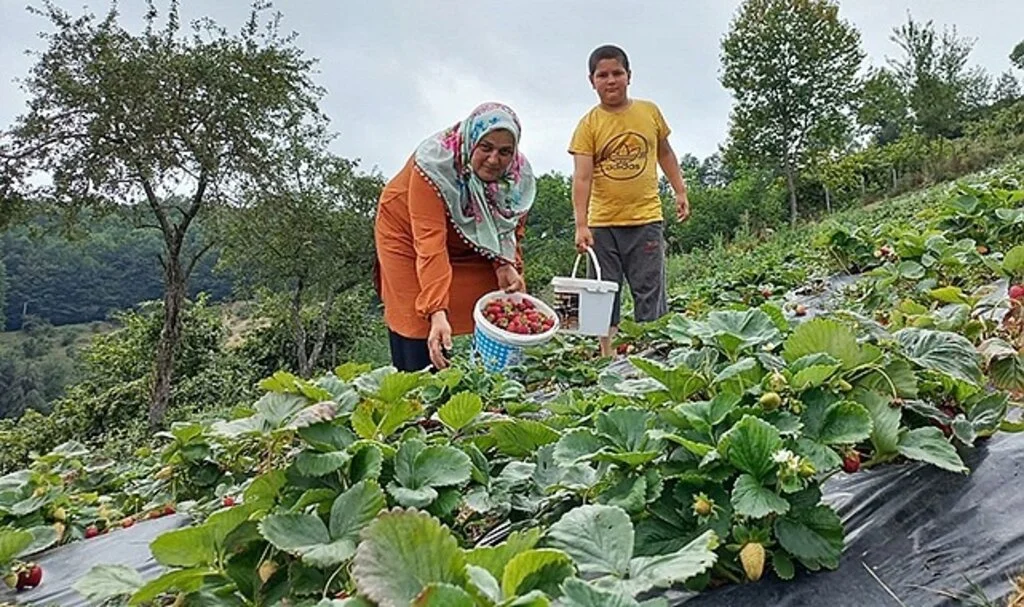 Samsun’da çilek üretimi artıyor