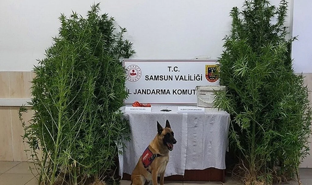 Samsun'da çok sayıda narkotik madde ele geçirildi