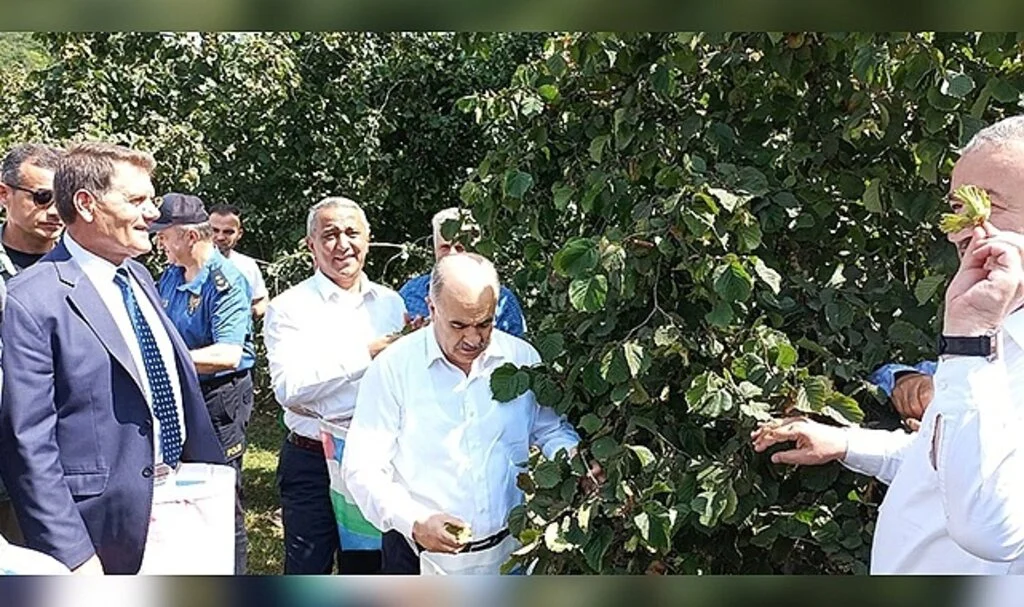 Samsun’da fındık hasat etkinliği: 112 bin 500 ton rekolte bekleniyor