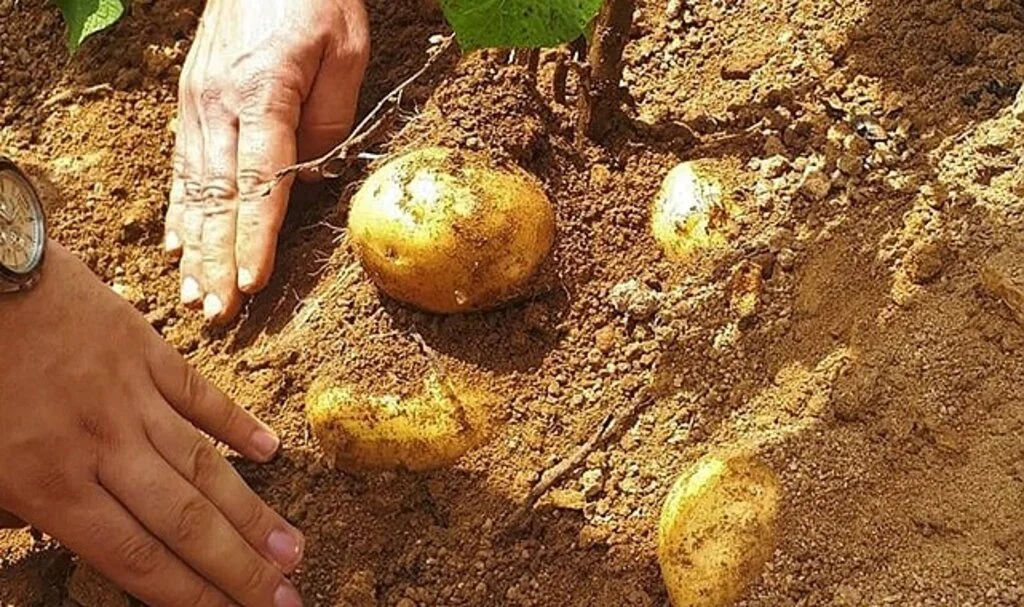 Samsun’da patates üretimi artıyor
