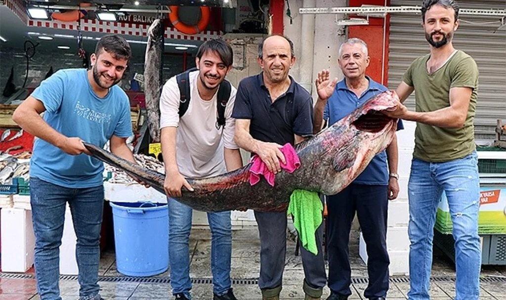  Samsun'da satışa sunulan 2 metre uzunluğunda ve 108 kilogram ağırlığındaki dev yayın balığı vatandaşların ilgi odağı oldu.