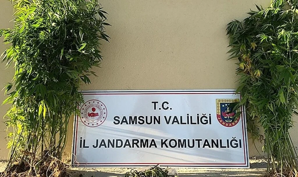 Samsun'da yasa dışı kenevir ekmeye 1 gözaltı