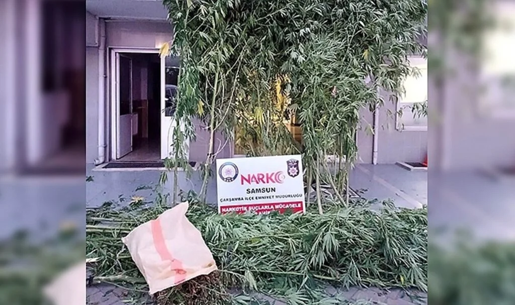 Samsun'da Yasa dışı kenevir ekmeye 1 tutuklama