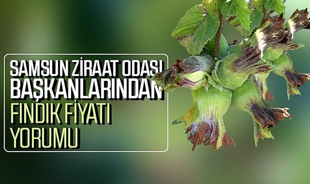 Samsun Ziraat Odası Başkanlarından fındık fiyatı yorumu