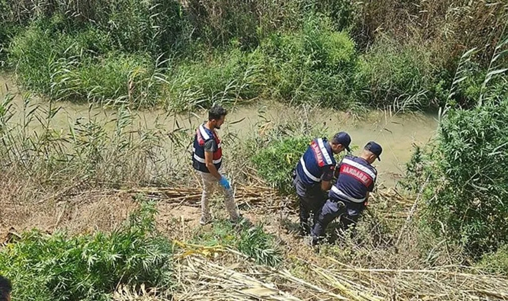 Sazlık alanda 112 kök kenevir ele geçirildi