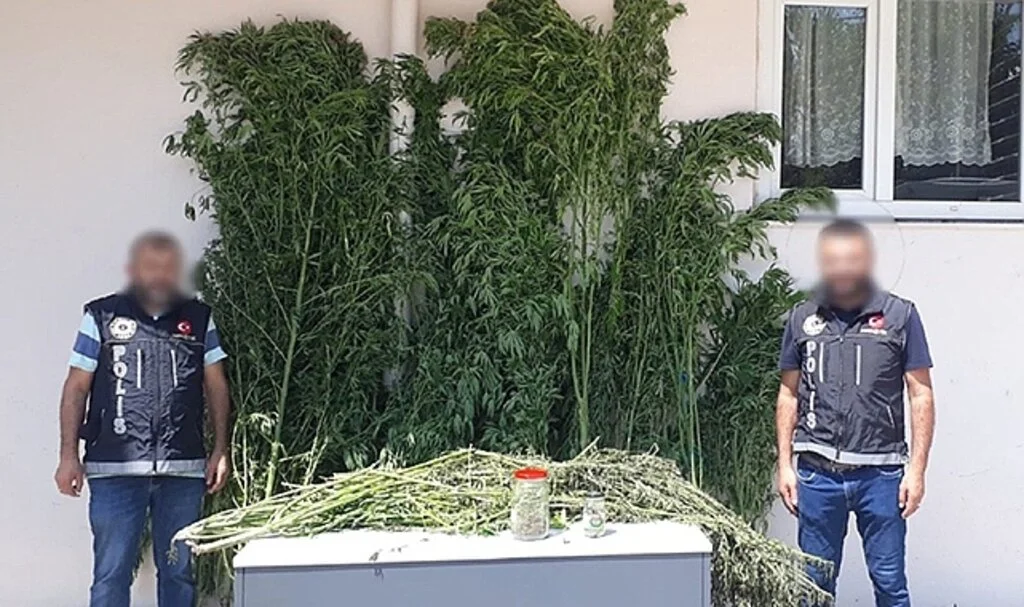 Serada kenevir yetiştiren şahıslara operasyon