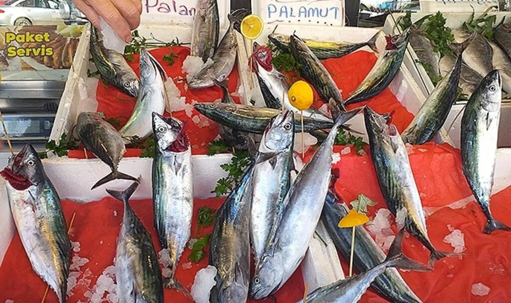 Sezonun ilk palamutlarının bolluğu balıkçıları umutlandırdı