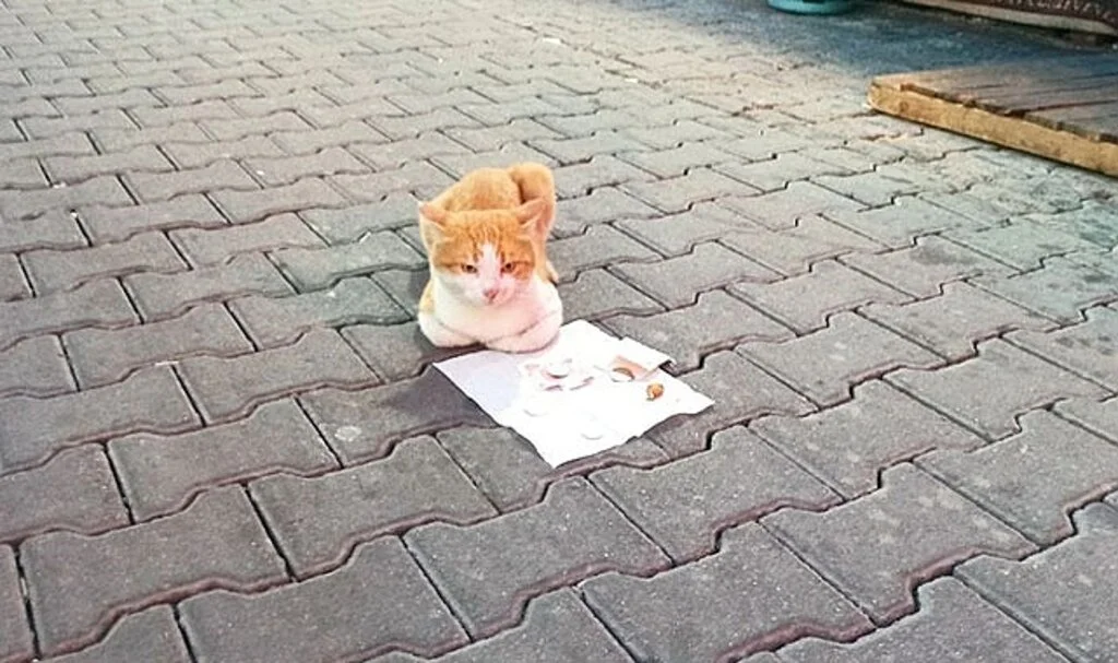 Sokak kedisi mama parasını kendi kazandı