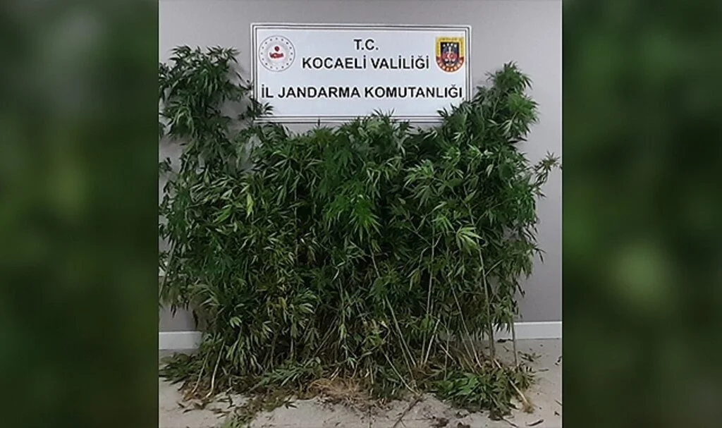 Tarlalarına kenevir eken şahıslara jandarma operasyonu