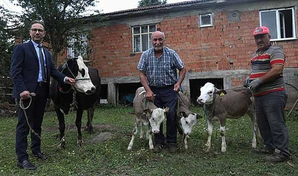 Üçüz buzağılara bebek gibi bakıyorlar 