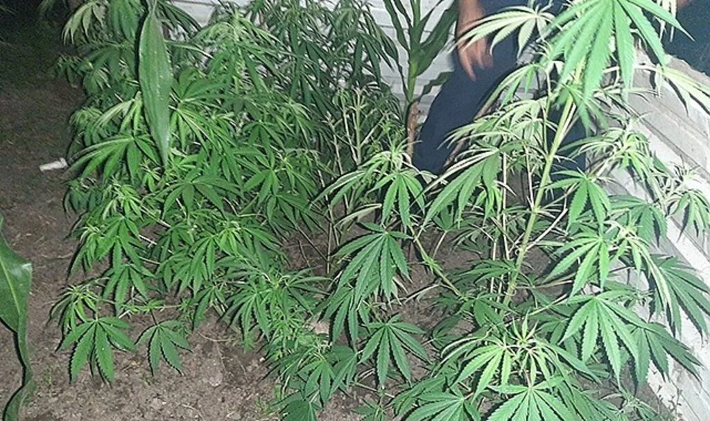 Uyuşturucu bulundurmaktan aranıyordu, 70 kök kenevirle yakalandı