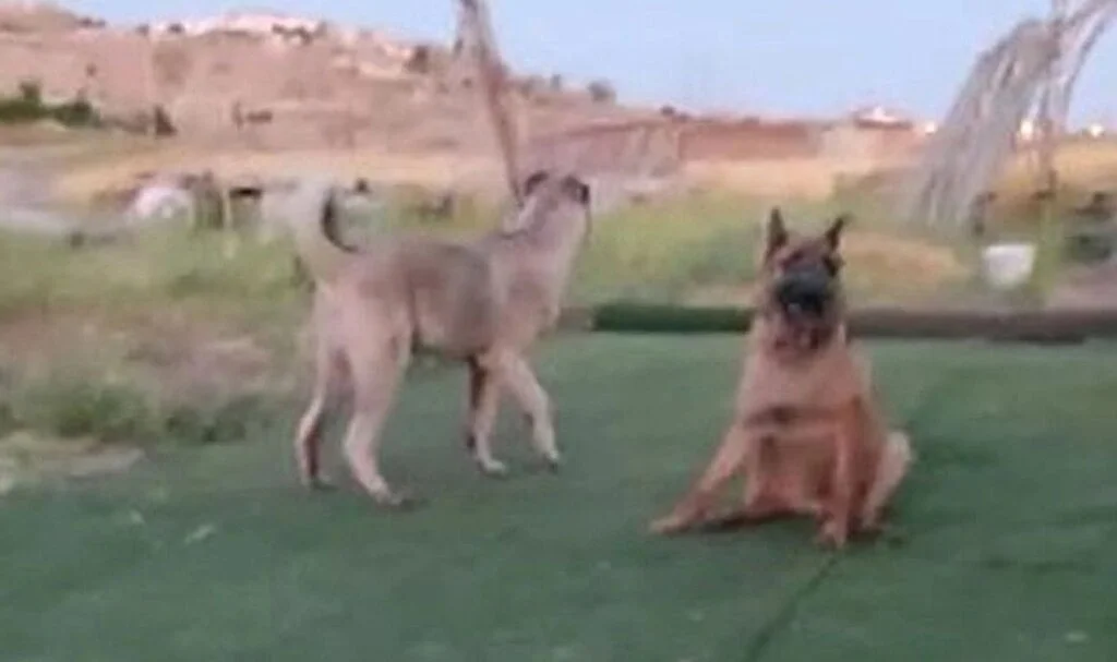 Vahşet! Köpeği 7 yerinden bıçaklayıp öldürdüler
