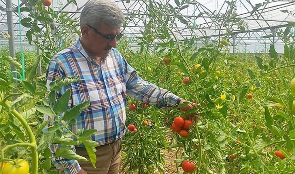 Vezirköprü'de seracılık gelişiyor