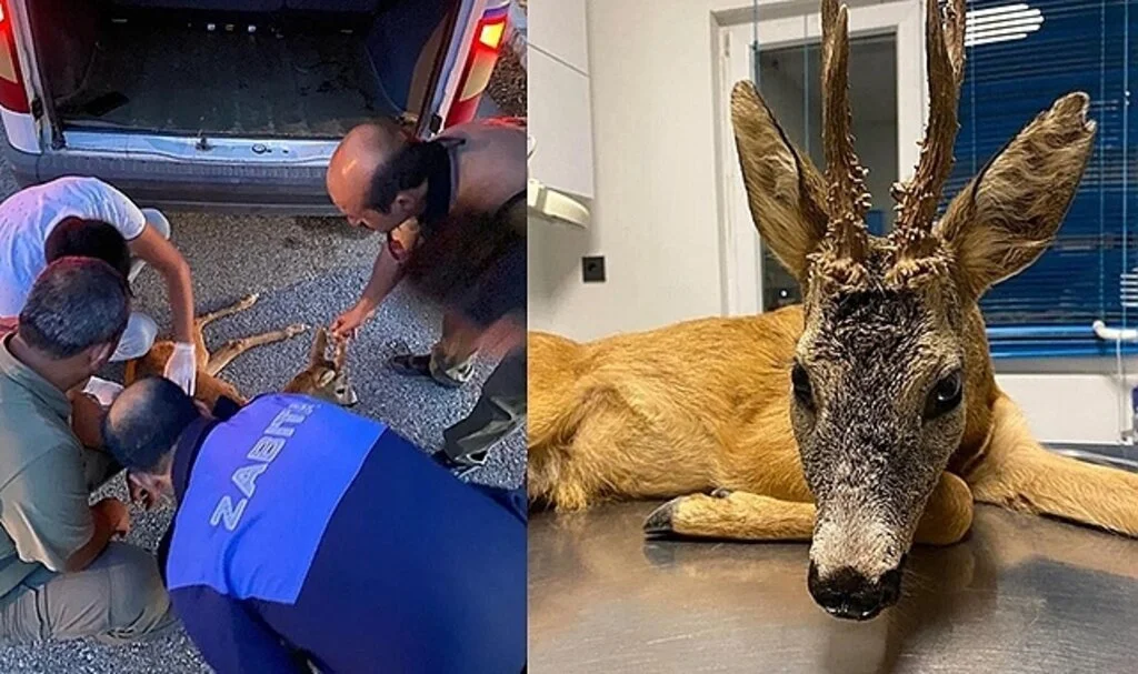 Yaralı halde bulunan karaca tedavi altına alındı
