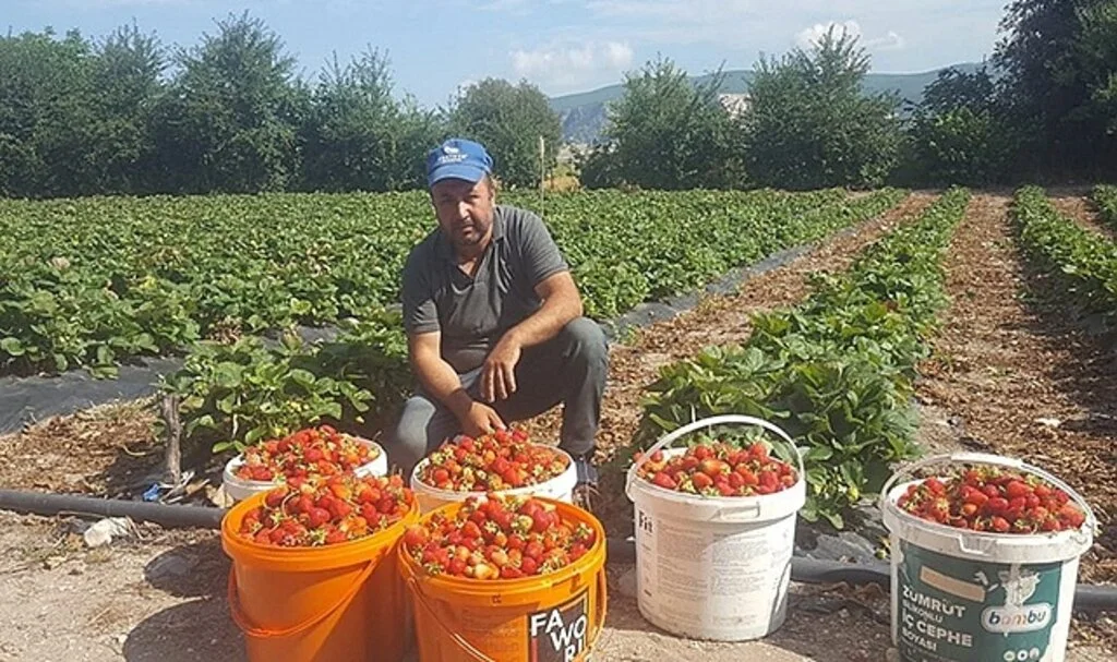 Yerli çileğin  kilosu 25 TL