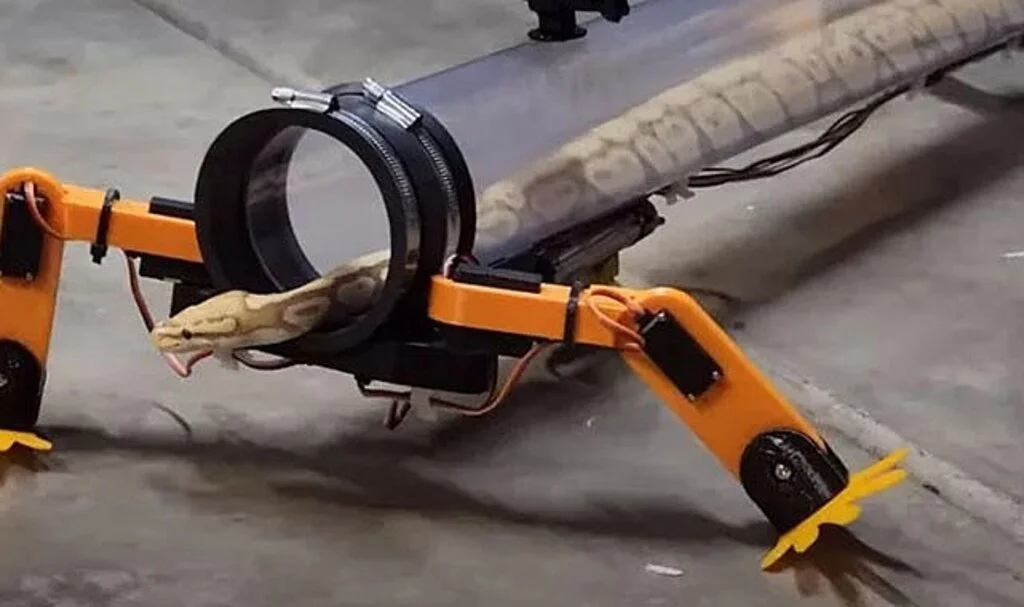 Yılanlardan özrünü robotik bacakla diledi: Pitona yürümesi için bacak taktı