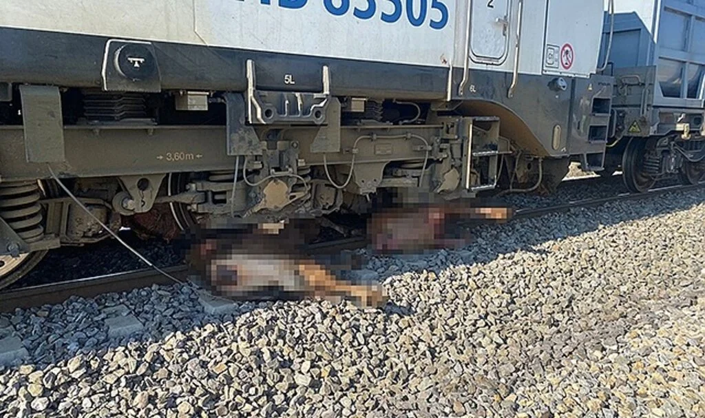 Yük treni büyükbaş hayvan sürüsüne çarptı