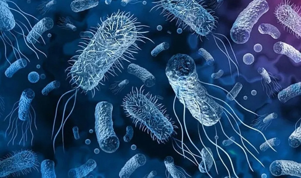 151 yiyecekte tespit edildi! Salmonella bakterisi uyarısı