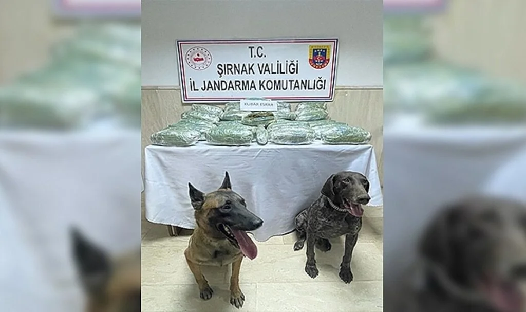28 kilo 542 gram kubar esrar 'Yüzey' ve 'Siklet'in burnundan kaçmadı