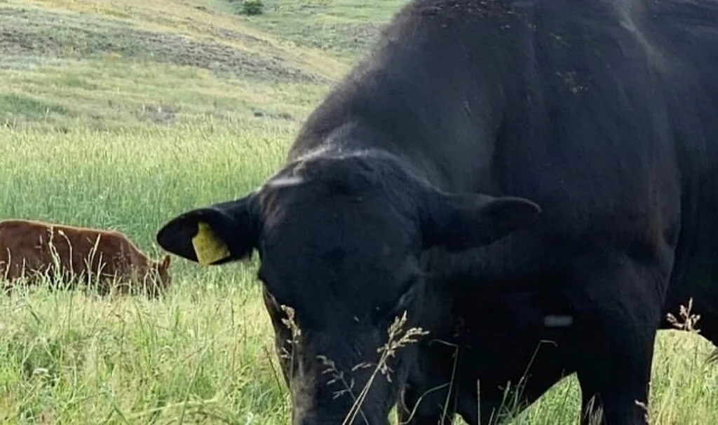 45 bin TL’lik angus cinsi danası çalınan besici yardım bekliyor