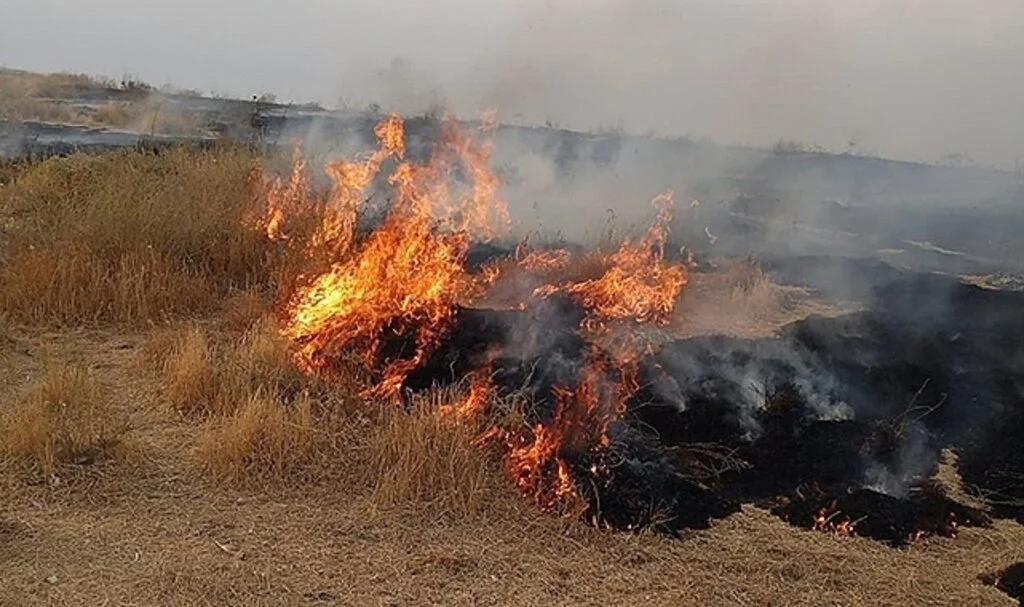 Adır Adası’ndaki yangın bugün tekrar başladı